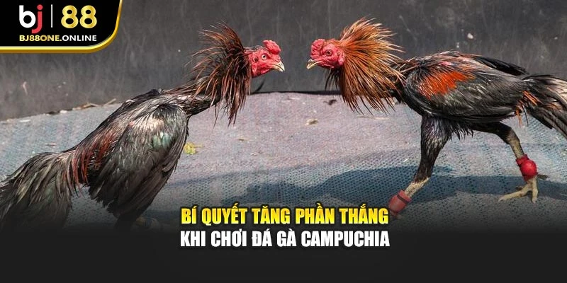 Bí quyết tăng phần thắng khi chơi đá gà Campuchia