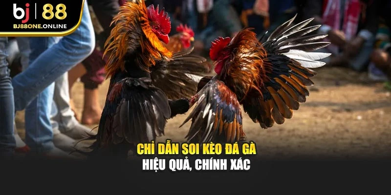 Chỉ dẫn soi kèo đá gà hiệu quả, chính xác