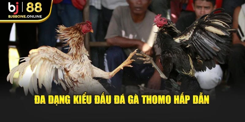 Đa dạng kiểu đấu đá gà Thomo hấp dẫn