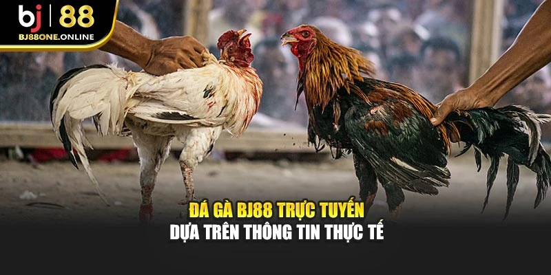 Đá gà BJ88 trực tuyến dựa trên thông tin thực tế