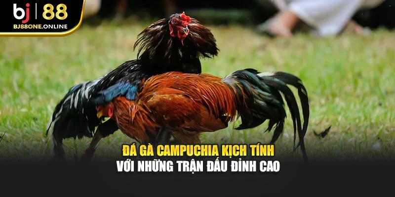 Đá Gà Campuchia Kịch Tính Với Những Trận Đấu Đỉnh Cao