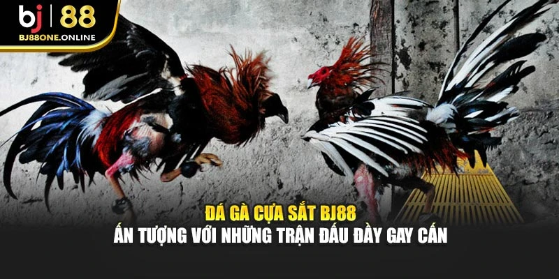 Đá Gà Cựa Sắt BJ88 - Ấn Tượng Với Những Trận Đấu Đầy Gay Cấn