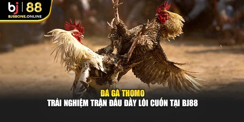Đá Gà Thomo – Trải Nghiệm Trận Đấu Đầy Lôi Cuốn Tại BJ88