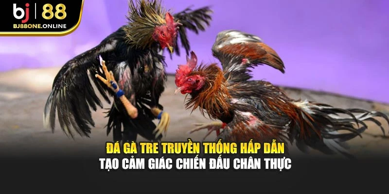 Đá gà tre truyền thống hấp dẫn tạo cảm giác chiến đấu chân thực
