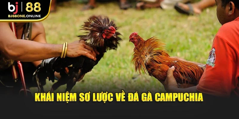 Khái niệm sơ lược về đá gà Campuchia