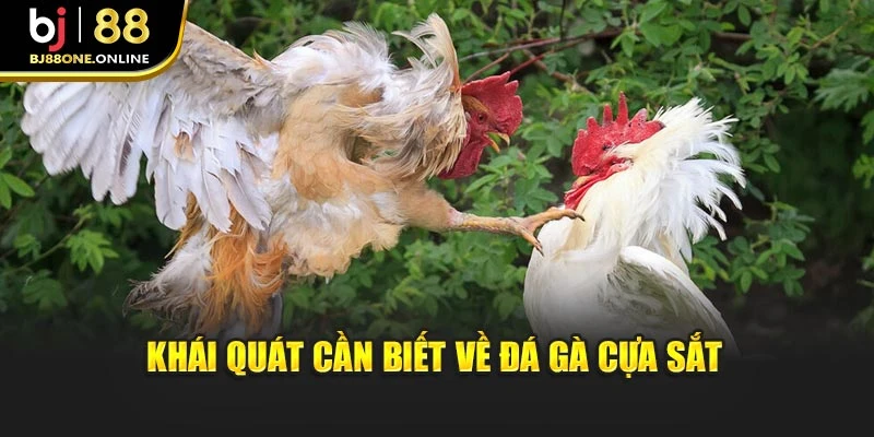 Khái quát cần biết về đá gà cựa sắt