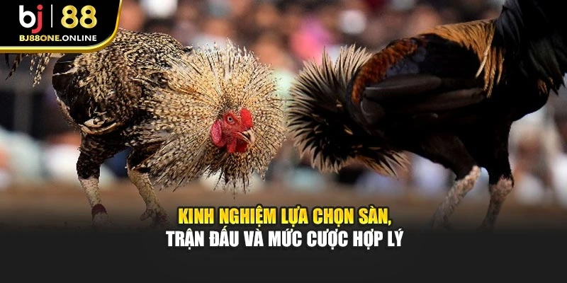 Kinh nghiệm lựa chọn sàn, trận đấu và mức cược hợp lý