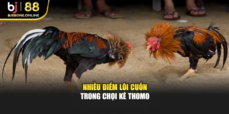Nhiều điểm lôi cuốn trong chọi kê Thomo