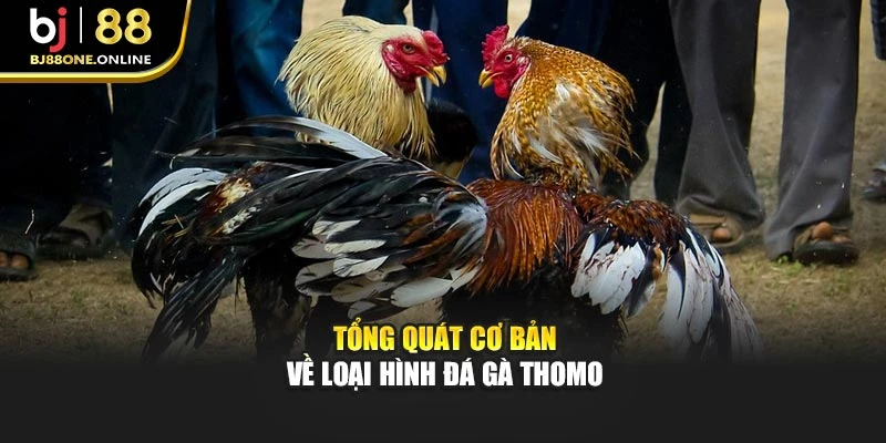 Tổng quát cơ bản về loại hình đá gà Thomo