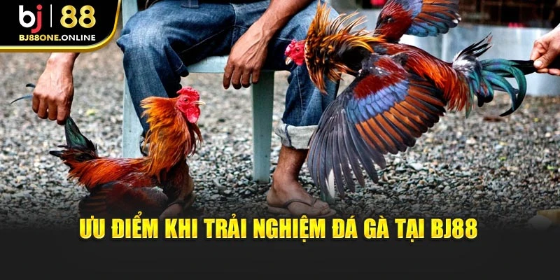 Ưu điểm khi trải nghiệm đá gà tại BJ88